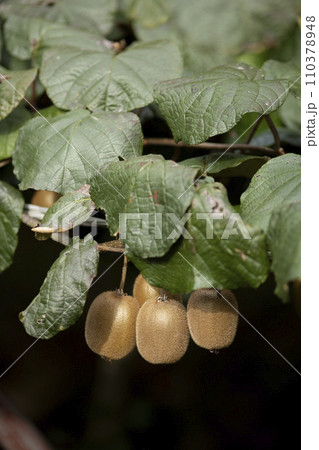 キウイフルーツの実 110378948