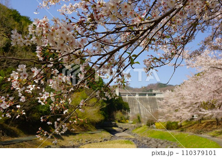 松田川親水公園の桜と松田川ダム 松田川親水公園の桜と松田川ダム 110379101