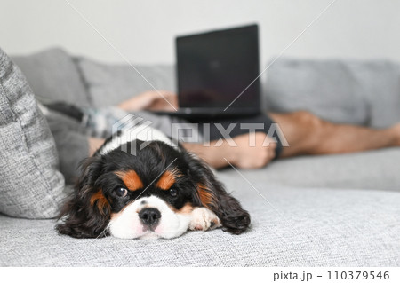 The little Cavalier Charles King Spaniel puppy lies on the bed next to the owner 110379546
