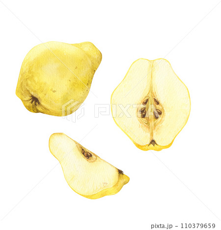Ripe yellow quince fruits half and slice. Hand drawn watercolor illustration, isolated on white background 110379659