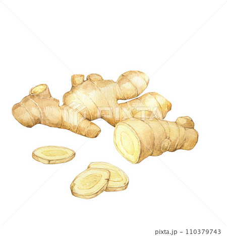 Watercolor illustration of spice ginger, half and slices. Hand-drawn illustration isolated on the white background. Ginger root for food design. Kitchen herb and spice 110379743
