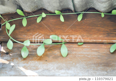 Dischidia oiantha Schltr or Dischidia sp or Dischidia and ficus pumila, climbing fig 110379821