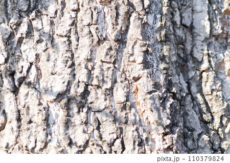 tree bark or bark , Alstonia scholaris or APOCYNACEAE or Devil Tree or White Cheesewood or Devil Bark or Black Board Tree 110379824