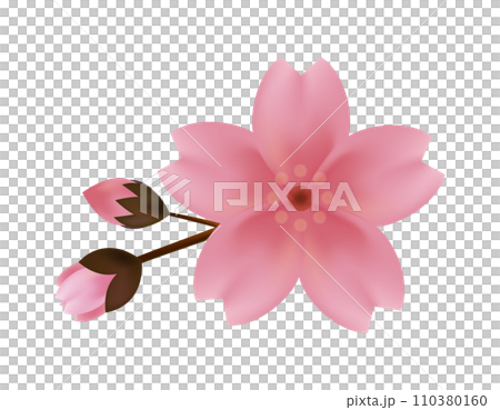 粉紅色的櫻花的插圖 櫻花花瓣的插圖 110380160