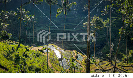 テガララン・ライステラスの風景 テガララン・ライステラスの風景 110380265