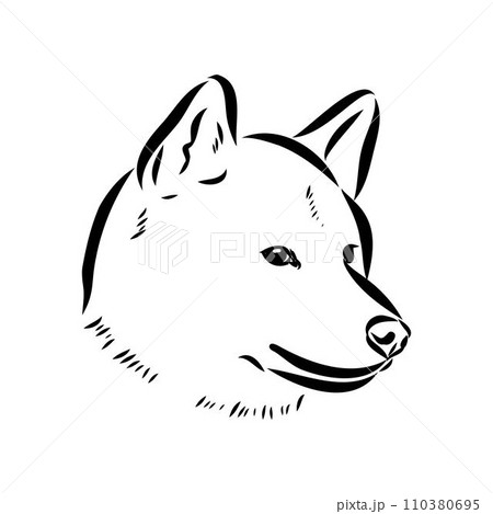 Japanese akita inu dog, vector outline illustration 110380695