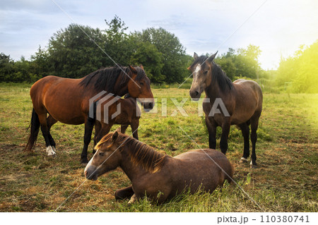 different colorful horses of different breeds run together on a green field 110380741
