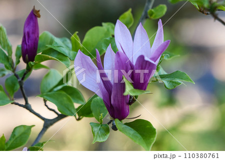 宮沢賢治の羅須地人会の庭に咲く紫モクレン 宮沢賢治の羅須地人会の庭に咲く紫モクレン 110380761