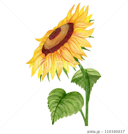 Isolated object-109. Sunflower 3, hand drawnのイラスト素材