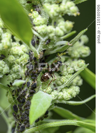 An ant grazes a large group of aphids on the stem of a flowering shrub 110380906