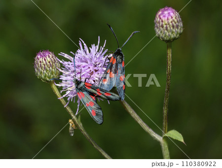 Motley moth mating on a burdock flower in summer 110380922