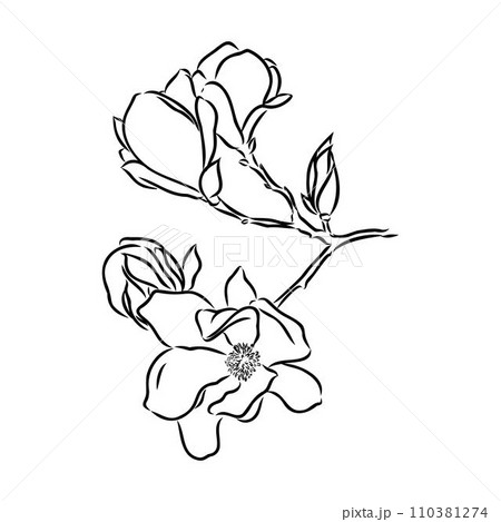 Magnolia flower Hand drawing and sketch,line art on white backgrounds hand drawn 110381274