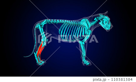 Extensor digitorum longus muscle lion muscle anatomy for medical concept 3D rendering 110381384