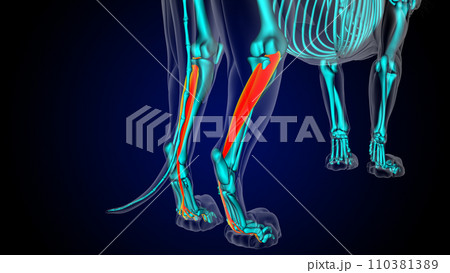 Flexor digitorum longus muscle lion muscle anatomy for medical concept 3D rendering 110381389
