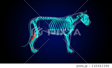 Flexor digitorum superficialis leg muscle lion muscle anatomy for medical concept 3D rendering 110381390