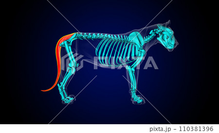 Tail muscle of lion muscle anatomy for medical concept 3D rendering 110381396