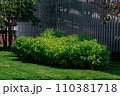 green deciduous bushes surrounded by green grass and trees and a decorative fence made of boards, sunny spring. 110381718
