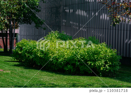 green deciduous bushes surrounded by green grass and trees and a decorative fence made of boards, sunny spring. green deciduous bushes surrounded by green grass and trees and a decorative fence made of boards, sunny spring. 110381718