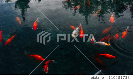 There are a lot of fish in the pond, the concept of wish fulfillment. 110381738