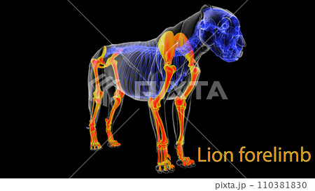 Lion skeleton forelegs anatomy for medical concept 3D rendering Lion skeleton forelegs anatomy for medical concept 3D rendering 110381830