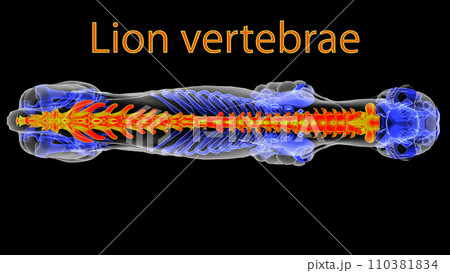 Lion skeleton vertebrae anatomy for medical concept 3D rendering Lion skeleton vertebrae anatomy for medical concept 3D rendering 110381834