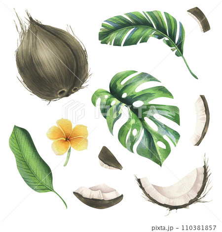 Coconuts whole, halves and pieces with bright, green, tropical palm leaves and yellow plumeria flowers. Hand drawn watercolor illustration. Set of elements isolated from the background. Coconuts whole, halves and pieces with bright, green, tropical palm leaves and yellow plumeria flowers. Hand drawn watercolor illustration. Set of elements isolated from the background. 110381857