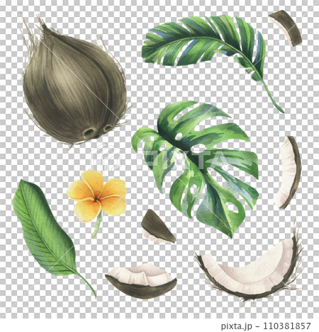 Coconuts whole, halves and pieces with bright, green, tropical palm leaves and yellow plumeria flowers. Hand drawn watercolor illustration. Set of elements isolated from the background. Coconuts whole, halves and pieces with bright, green, tropical palm leaves and yellow plumeria flowers. Hand drawn watercolor illustration. Set of elements isolated from the background. 110381857