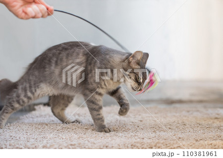 Curious young cat playing indoor with his owner at home Curious young cat playing indoor with his owner at home 110381961