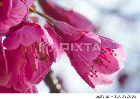 日の光に照らされた寒緋桜の花のクローズアップ 110382668