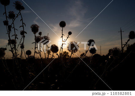 beautiful sunset on the sea against a background of dried flowers 110382801