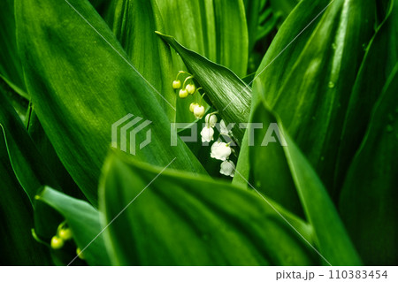 A lily of the valley plant with white flowers and green leaves is depicted in a garden setting. 110383454