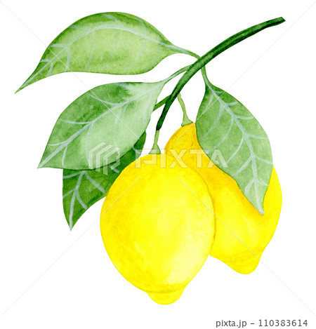Isolated object-80. Lemon fruit with leaves, isolated on white background. Isolated object-80. Lemon fruit with leaves, isolated on white background. 110383614