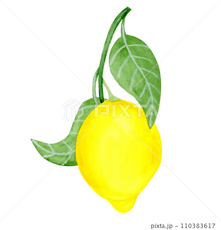 Isolated object-79. Lemon fruit with leaves, isolated on white background. 110383617