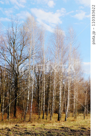Birch trees with white bark and no leaves against a cloudy sky. 110383622