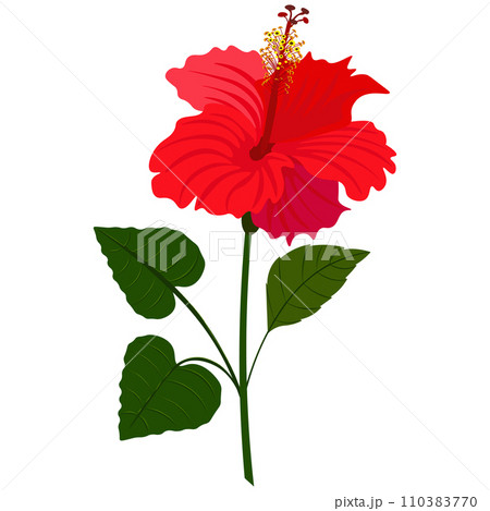 Isolated object-72. Hibiscus -9, flower isolated on white background. 110383770