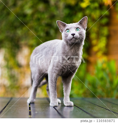 British playful cat on table outdoors. Gaze, home pet, healthy lifestyle concept. 110383871