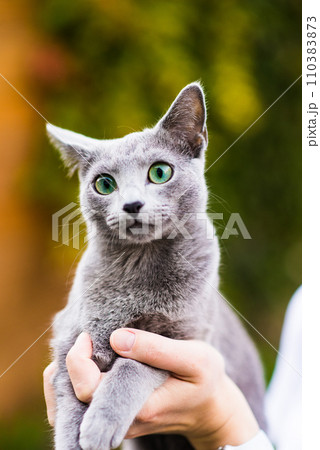 British playful cat on table outdoors. Gaze, home pet, healthy lifestyle concept. 110383873