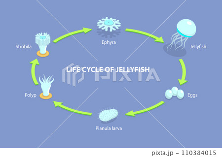 3D Isometric Flat Vector Illustration of Life Cycle Of Jellyfish 110384015