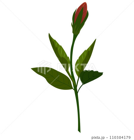 Isolated object-65. Hibiscus -2, flower isolated on white background. 110384179