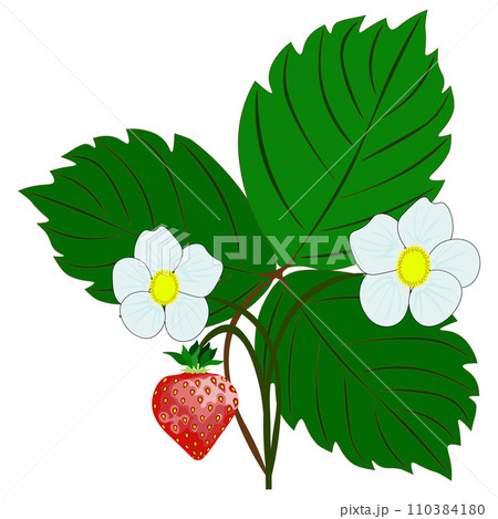 Isolated object-63. Strawberry bush isolated on white background. 110384180