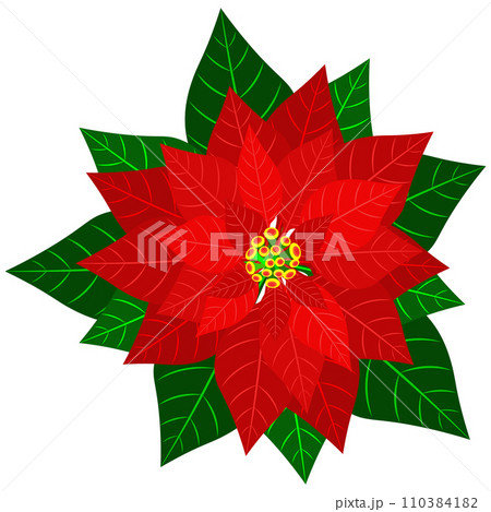 Isolated object-62. Christmas flower poinsettia isolated on white background. 110384182