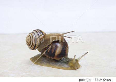 Two snail grape close-up - studio shot, biology, wild life Two snail grape close-up - studio shot, biology, wild life 110384691