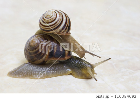 Two snail grape close-up - studio shot, biology, wild life Two snail grape close-up - studio shot, biology, wild life 110384692