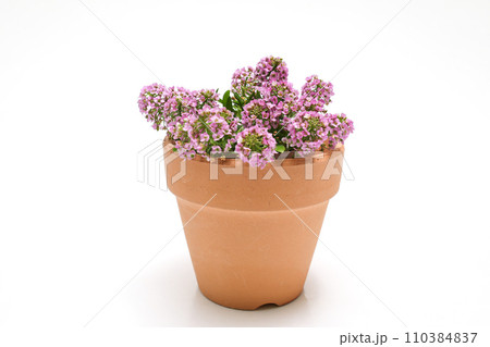 白背景の植木鉢に植えたアリッツサム 110384837