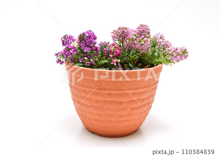 白背景の植木鉢に植えたアリッツサム 110384839