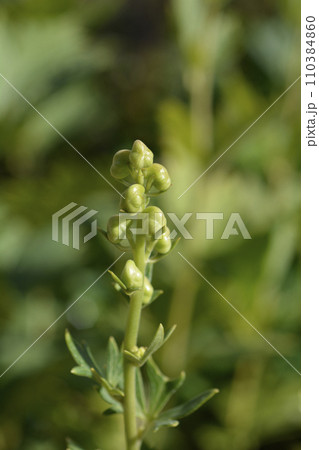 Variegated monkshood 110384860