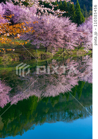 【信州の春】中綱湖のオオヤマザクラ【長野県】 110385456
