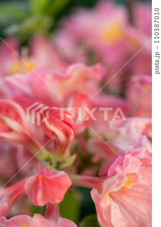 splendid pink-peach azalea buds blossoming in garden. macro shot splendid pink-peach azalea buds blossoming in garden. macro shot 110387010