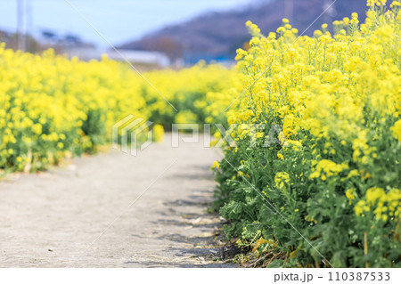 菜の花畑と通路 110387533