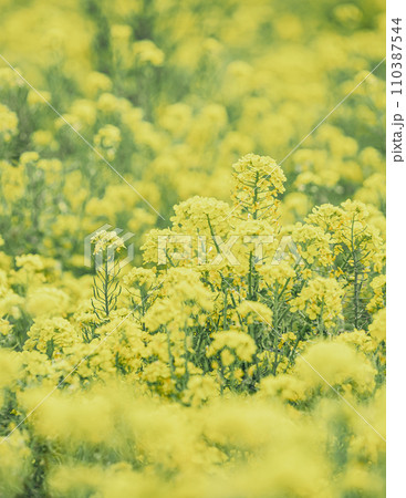 春｜満開の菜の花畑 110387544